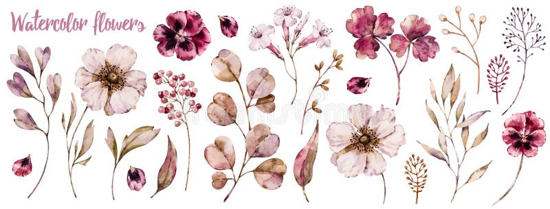 Raccolta floreale degli elementi, insieme del fiore dell'acquerello royalty illustrazione gratis