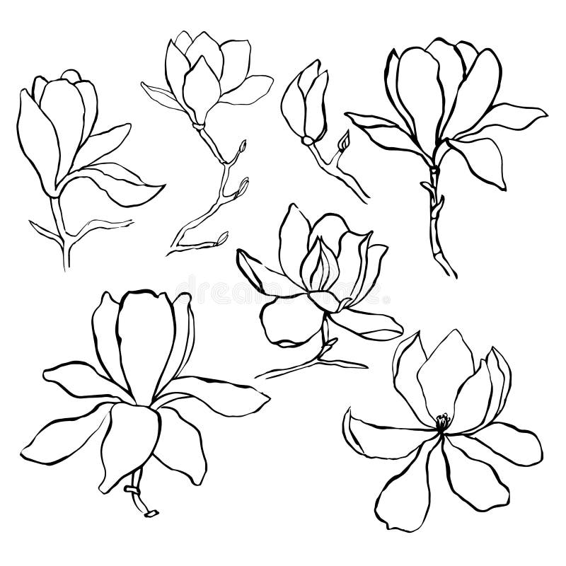 Raccolta floreale di botanica di schizzo Disegni del fiore della magnolia Singola linea arte moderna, contorno estetico In bianco