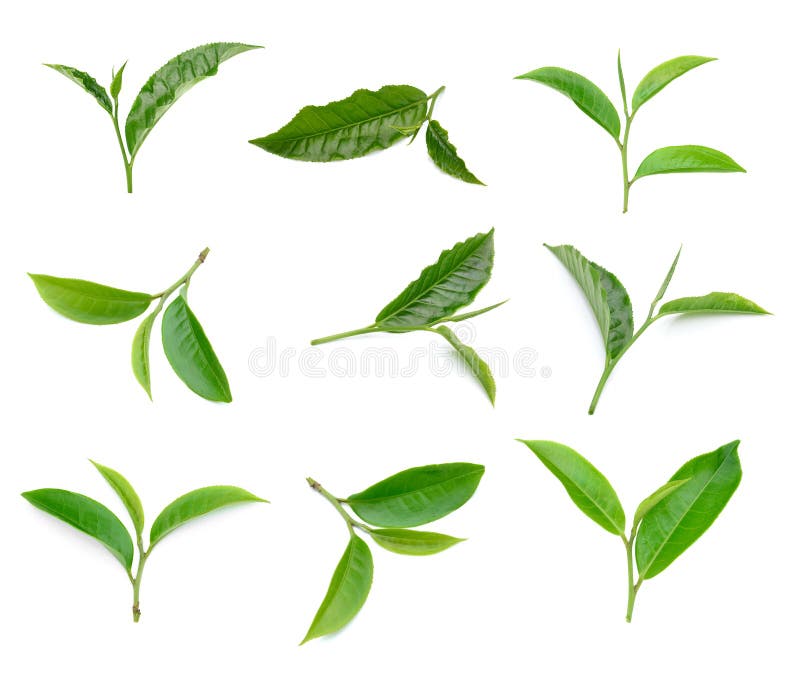 Raccolta verde della foglia di tè su fondo bianco immagini stock libere da diritti