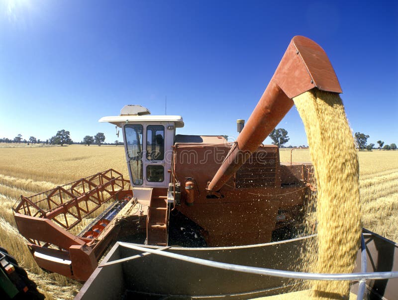 Raccolto del grano, Australia