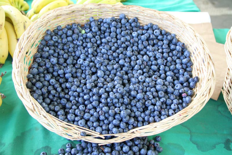 Raccolto delle bacche fresche di acai fotografia stock Raccolto delle bacche fresche di acai fotografia stock