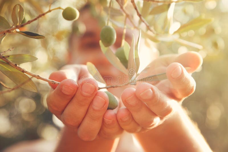 Raccolto delle olive