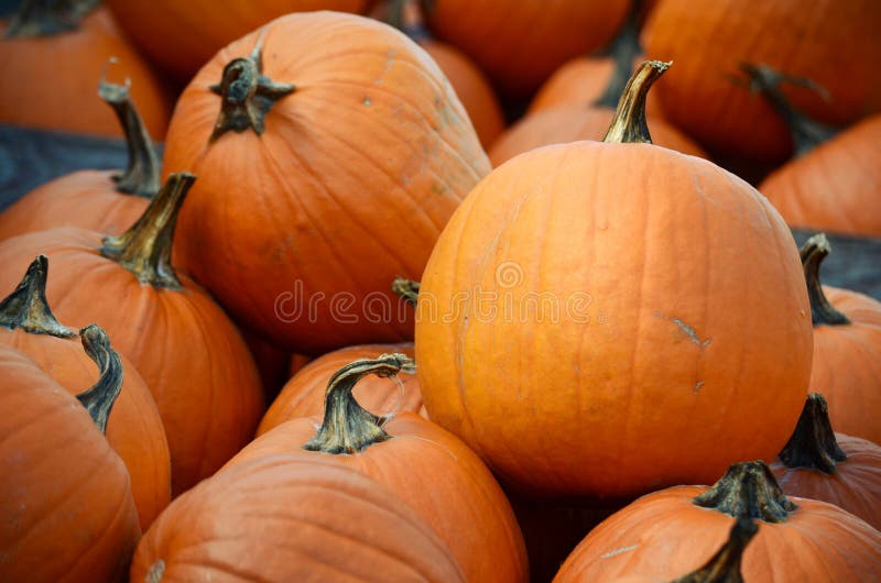 Raccolto di grandi zucche arancio, zucche e zucche fotografie stock Raccolto di grandi zucche arancio, zucche e zucche fotografie stock