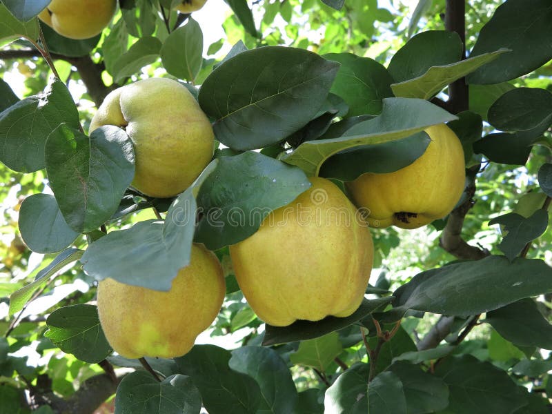 Raccolto ricco - cotogne gialle mature del succo che appendono sul ramo immagine stock libera da diritti Raccolto ricco - cotogne gialle mature del succo che appendono sul ramo immagine stock libera da diritti