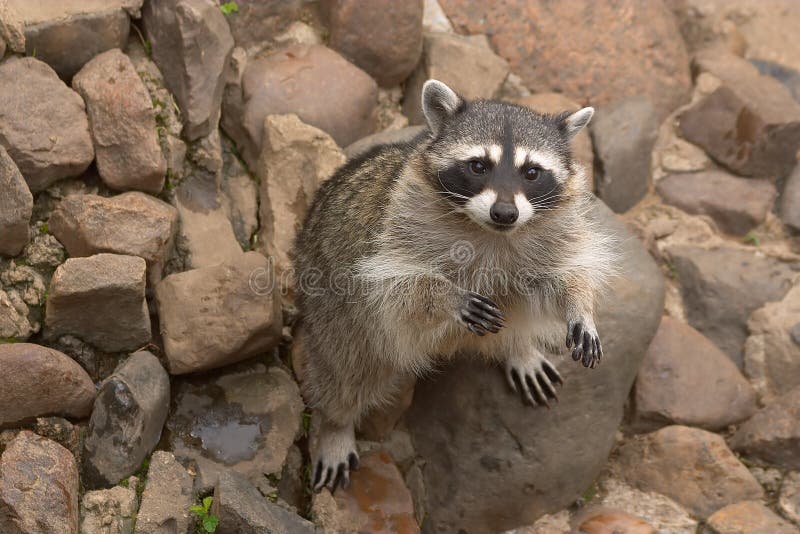 The Racoon Animal Asking for Food Stock Image - Image of feed, mammal:  9325469