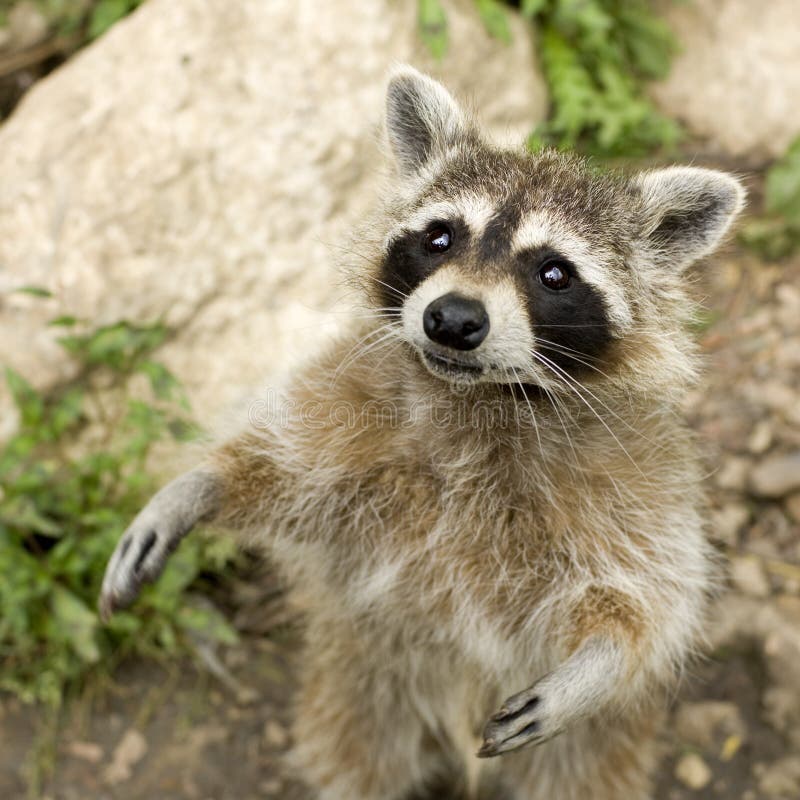 Raccoon Standing On Hind Legs Stock Image - Image of ...