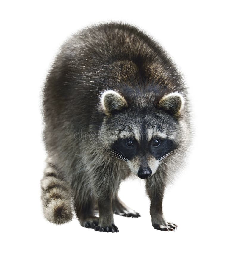 Raccoon imagen de archivo