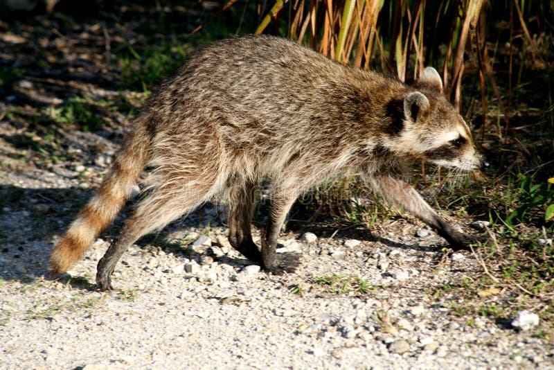 Raccoon stock photo