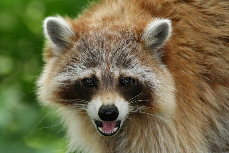 Raccoon