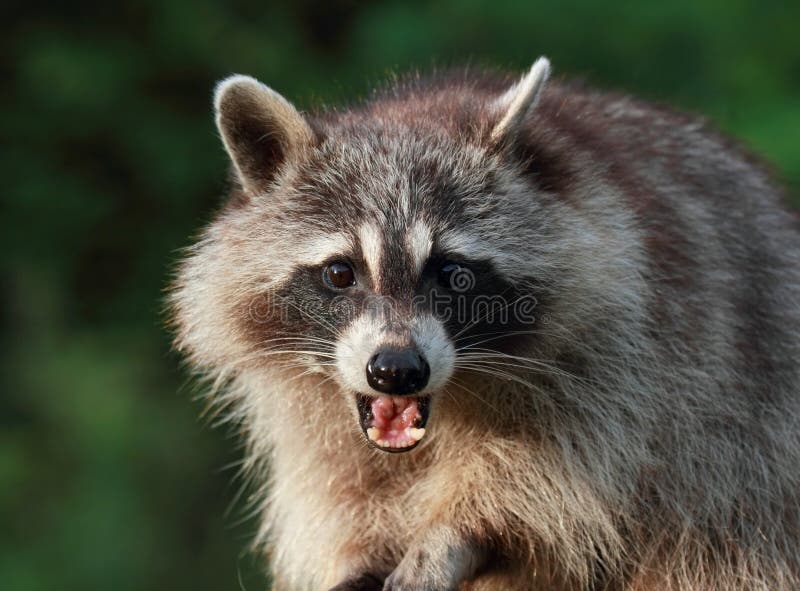Raccoon stock images