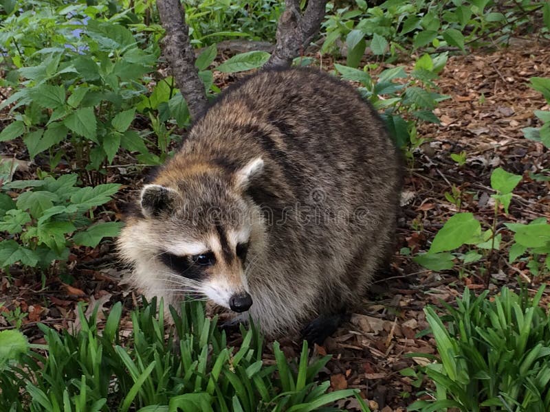Raccoon in the Central Park in New York Stock Photo Image of nose