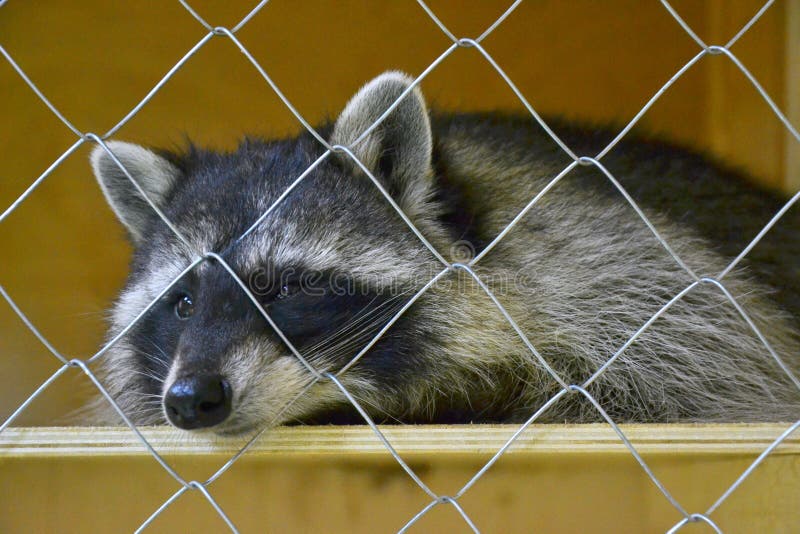 Raccoon on door frame stock photo. Image of lounging 18303310