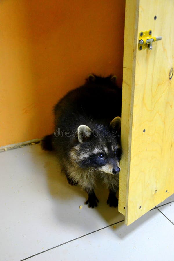 Raccoon Door Stock Photos Free & RoyaltyFree Stock Photos from