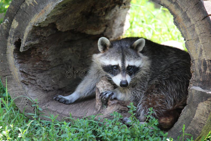 A cute raccoon looks out of a hollow log. Log animal stock images, royalty-free photos and pictures