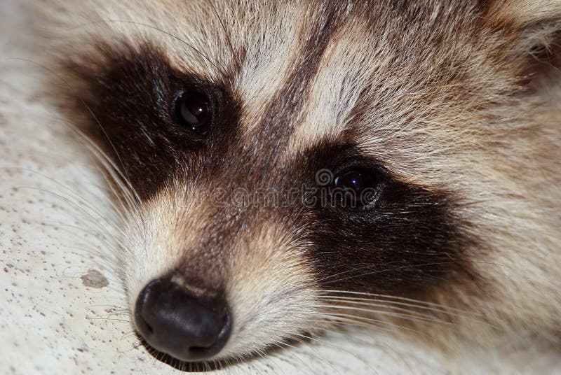 Raccoon face closeup stock photo. Image of mammals, animals 2989622