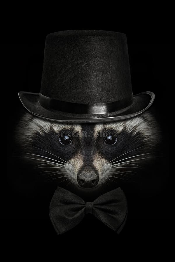 Raccoon face close up on black  in a hat and tie butterfly