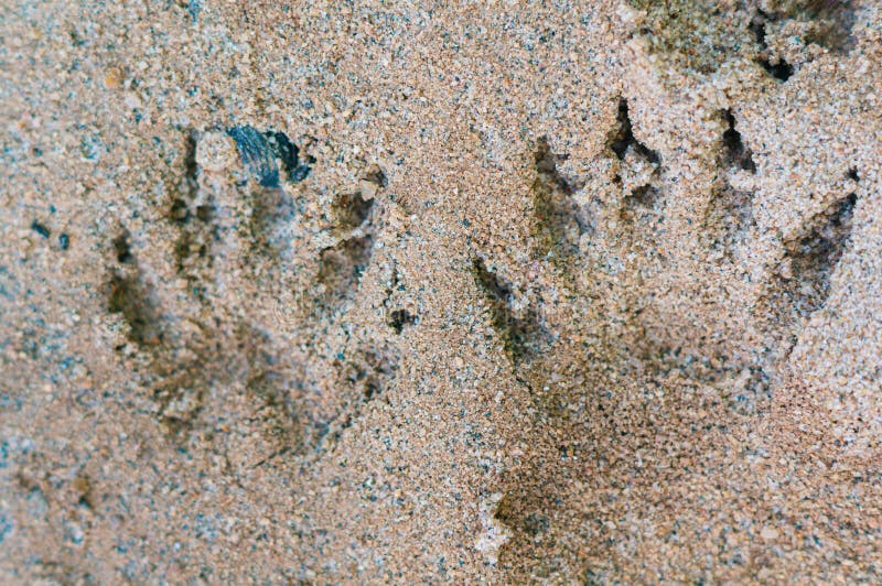Raccoon Footprints in the Snow Stock Image - Image of prints, seasonal