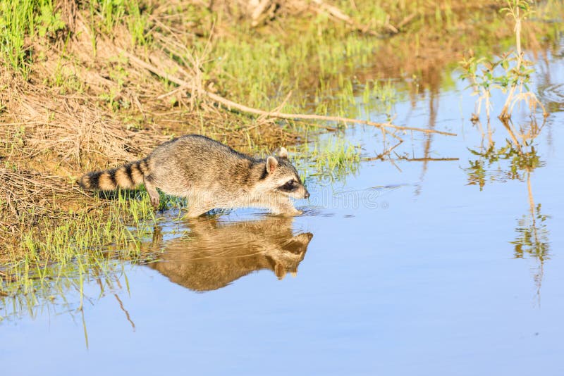 A raccoon foraging for breakfast in the early hours of the morning at Bald Knob Wildlife Refuge royalty free stock photography A raccoon foraging for breakfast in the early hours of the morning at Bald Knob Wildlife Refuge royalty free stock photography
