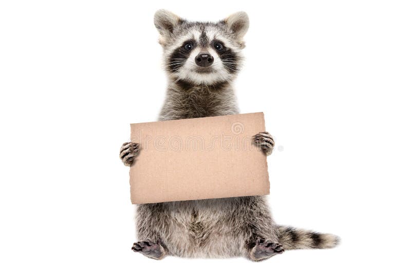 Funny raccoon standing with a cardboard in paws isolated on white background. Funny raccoon standing with a cardboard in paws isolated on white background