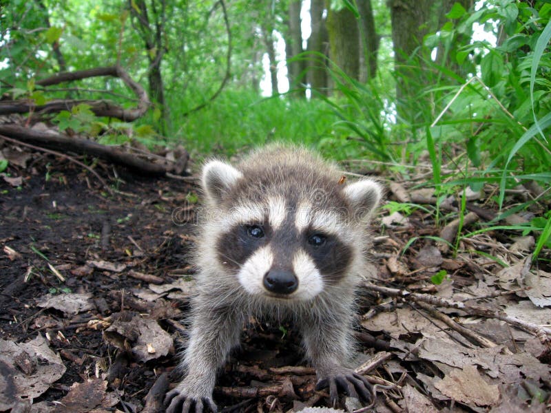 A Raccoon walking around the woods. A Raccoon walking around the woods.