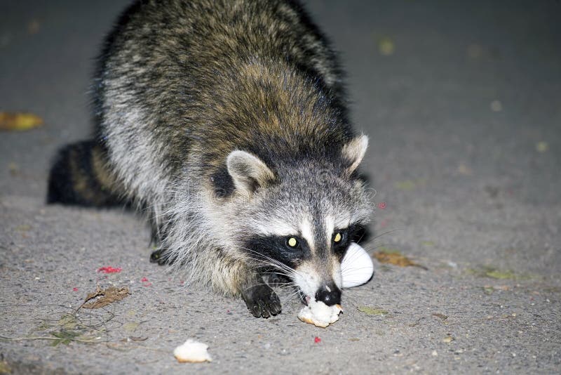 Raccoon at Night Eating Food Stock Photo - Image of facial, north: 46782956