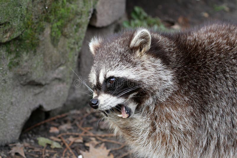 Mouth of raccoon stock photo. Image of muzzle, nature - 5325380
