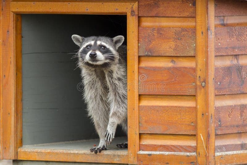 Raccoon peeking out from feeding box.