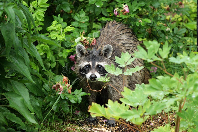 Raccoon in plants stock photo. Image of hiding, young 17736506