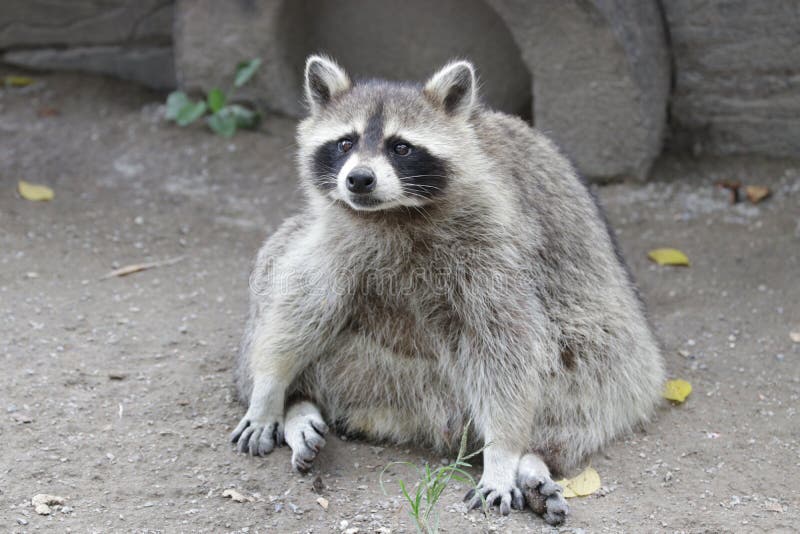 Raccoon staring at camera stock image. Image of autumn - 20970101