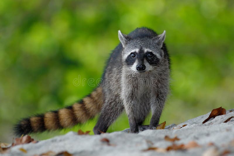 The Raccoon, Procyon lotor, walking on white sand beach in National Park Manuel Antonio, Costa Rica stock photos The Raccoon, Procyon lotor, walking on white sand beach in National Park Manuel Antonio, Costa Rica stock photos