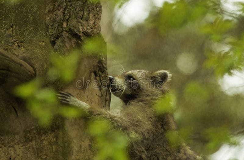 Raccoon prove a casca da árvore imagem de stock Raccoon prove a casca da árvore imagem de stock