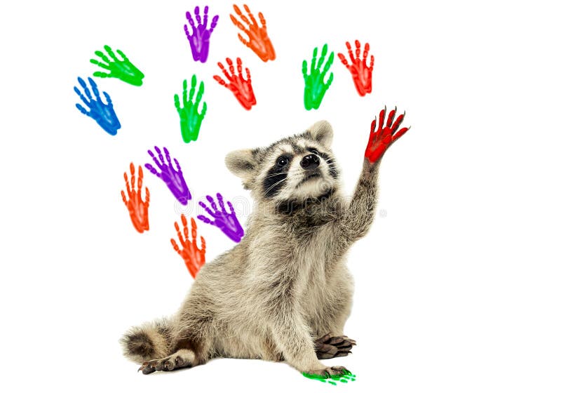 Raccoon sitting on the background of handprints
