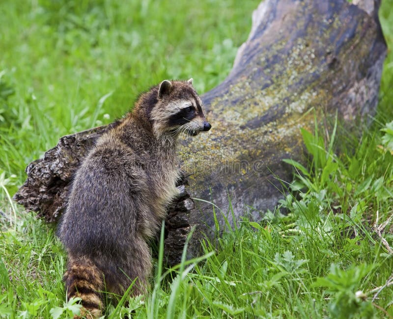 Raccoon standing by log stock image. Image of animal 27394525