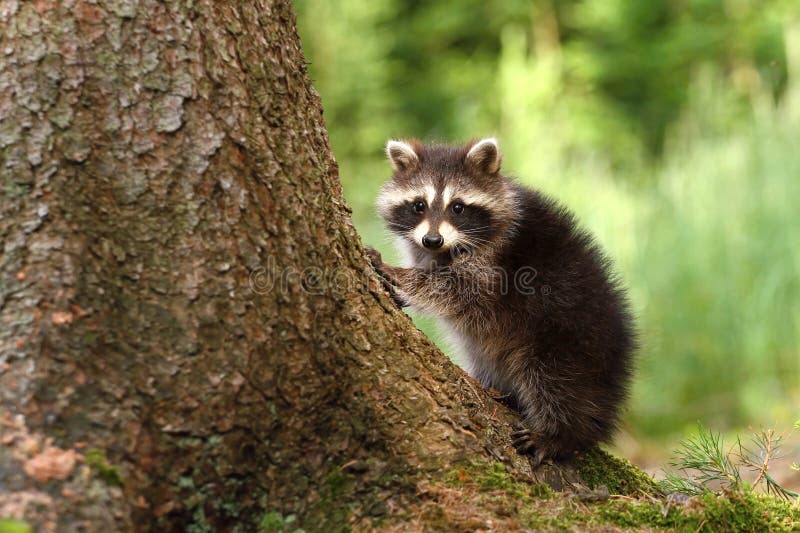 Raccoon by stem royalty free stock image Raccoon by stem royalty free stock image