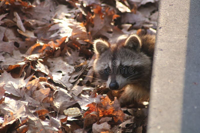 Raccoon Under Porch stock image. Image of landscape, nature 92614139