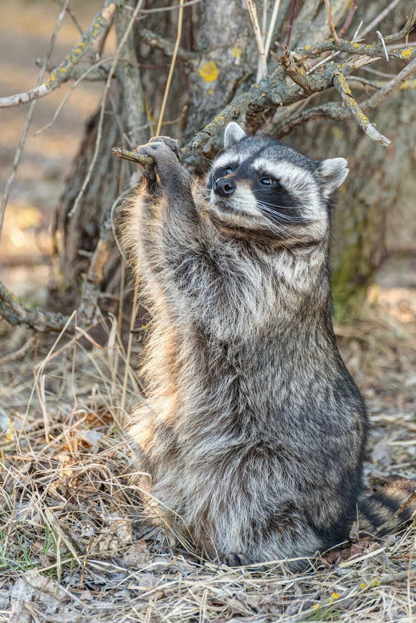 Raccoon on a walk in Tver stock image. Image of raccoon - 40989751