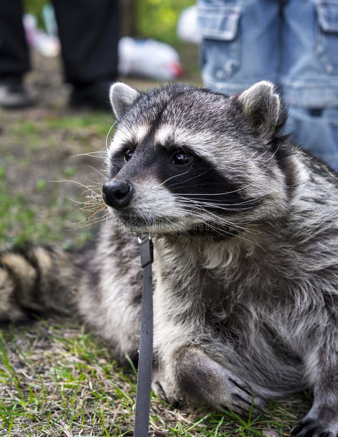 197 Raccoon Walk Stock Photos - Free & Royalty-Free Stock Photos from