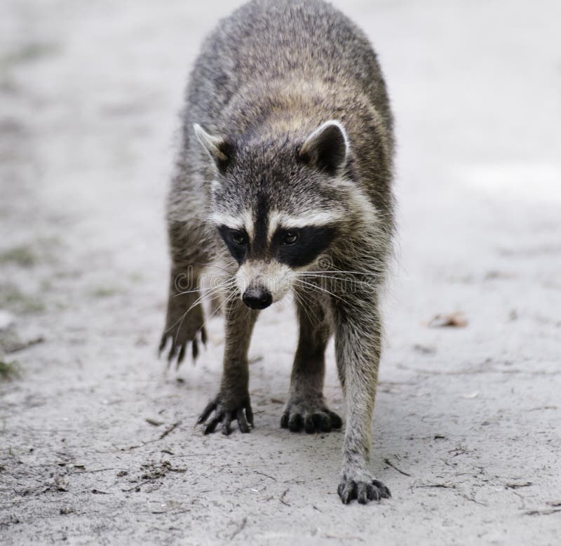 Raccoon Walking stock image. Image of wildlife, black - 52801499