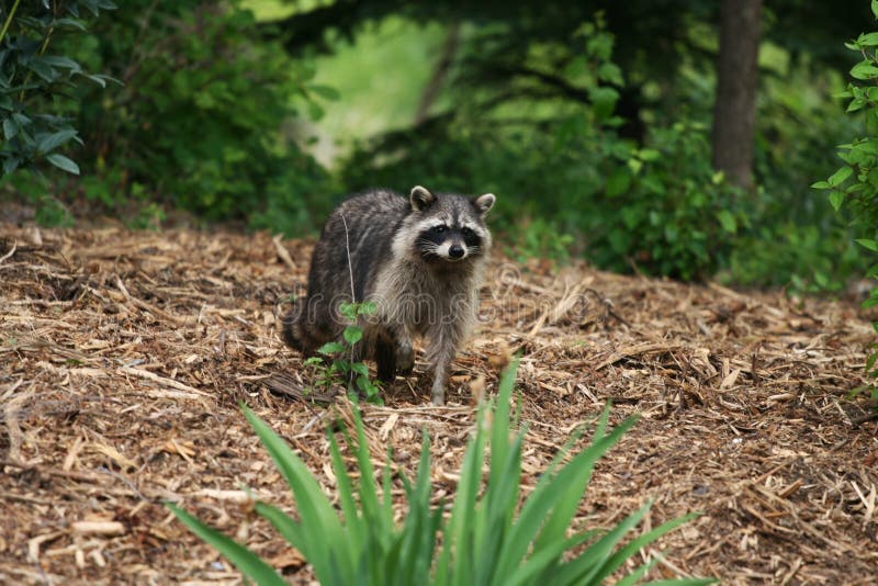 Raccoon in yard stock image. Image of plants, animal 17736509