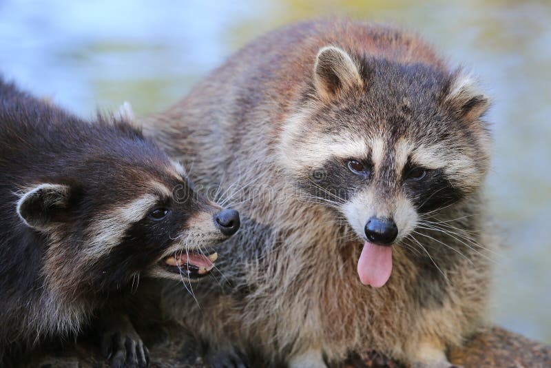 Raccoons