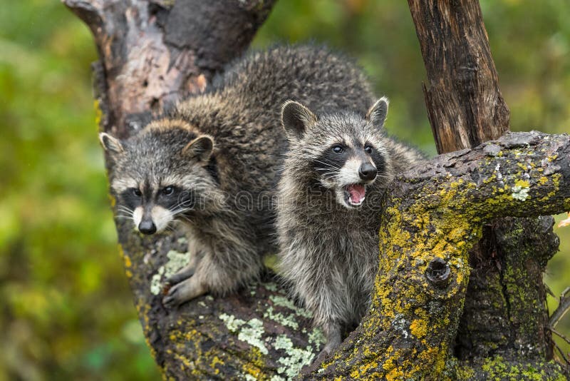 Raccoon Mouth Open Stock Photos - Free & Royalty-Free Stock Photos from Dreamstime