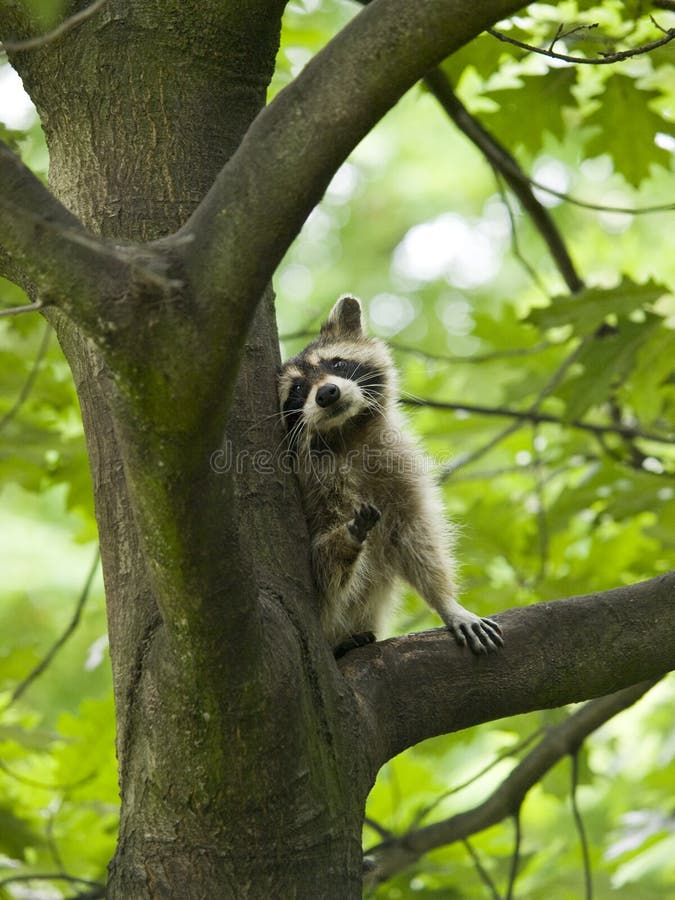raccoontree arkivfoto raccoontree arkivfoto