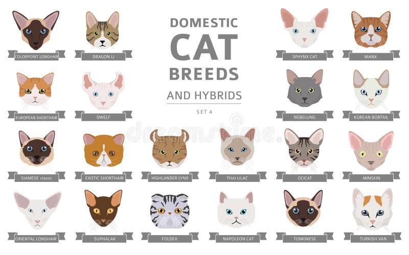 Race De Chats Domestiques Et Collection De Portraits Hybrides Isoles Sur Blanc Ensemble De Styles De Tete De Chat A Couleur Plate Illustration De Vecteur Illustration Du Hybride Domestique Race De Chats Domestiques Et Collection De Portraits Hybrides Isoles Sur Blanc Ensemble De Styles De Tete De Chat A Couleur Plate Illustration De Vecteur Illustration Du Hybride Domestique