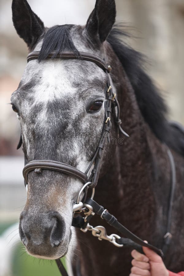 Race Horse Head Detail Ready To Run. Paddock Area Stock Photo Image