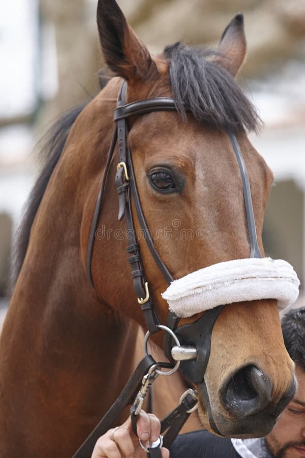 Race Horse Head Ready To Run. Paddock Area Editorial Stock Image