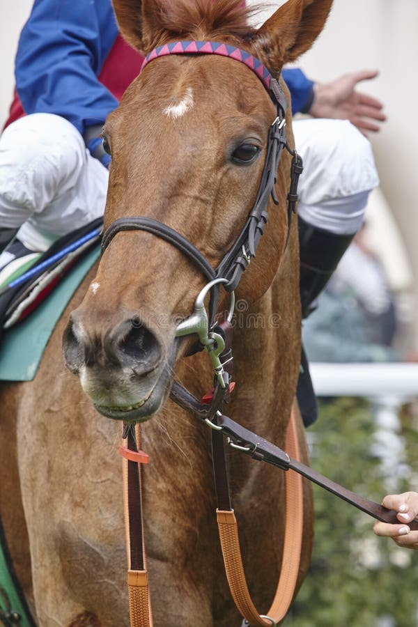 Race Horse Head Ready To Run. Paddock Area. Stock Photo Image of race