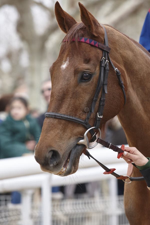 Race Horse Head Detail Ready To Run. Paddock Area Stock Image Image