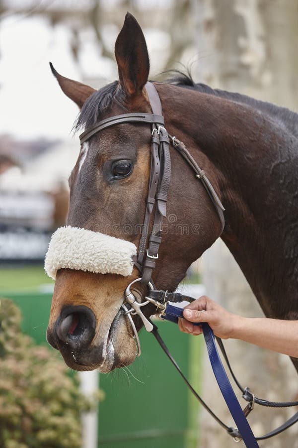 Race Horse Head With Blinkers Ready To Run. Paddock Area. Stock Image