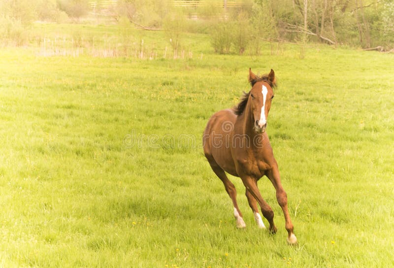 Race Horse Running in a Field Alone Stock Image Image of grass, longe