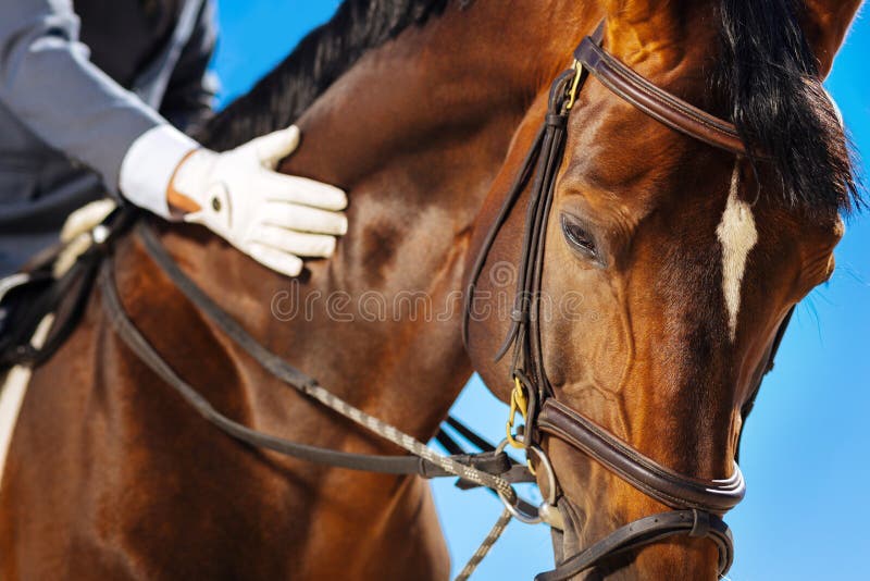 Race horse with white spot on his head standing submissively. White spot. Dark-eyed race horse with white spot on his head standing submissively near his owner royalty free stock photography Race horse with white spot on his head standing submissively. White spot. Dark-eyed race horse with white spot on his head standing submissively near his owner royalty free stock photography